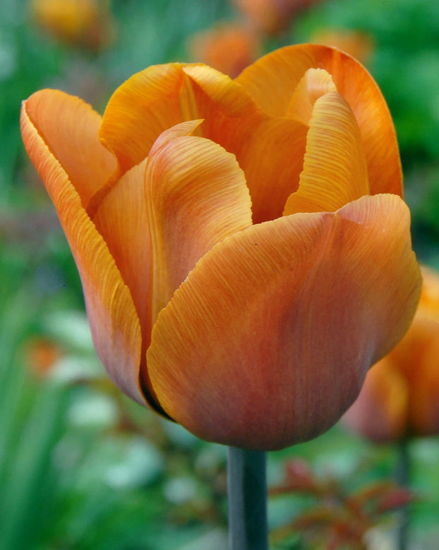Tulip 'Cairo'