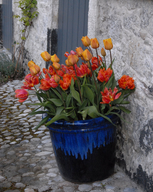 Tulip 'Cairo'