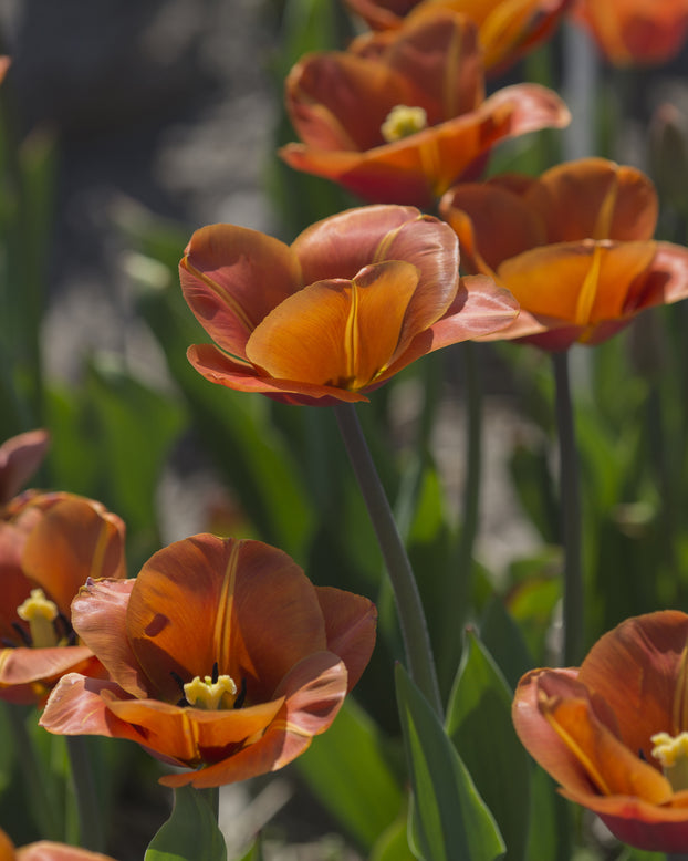 Tulip 'Cairo'