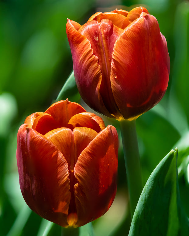 Tulip 'Cairo'