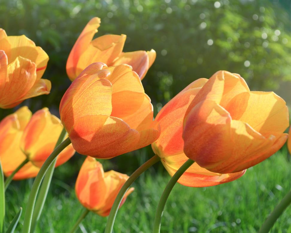 Tulip 'Cairo'