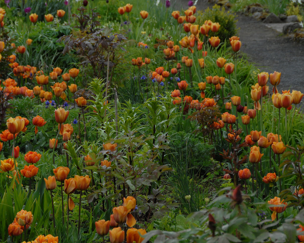Tulip 'Cairo'