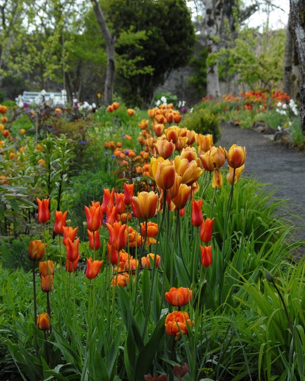 Tulip 'Cairo'