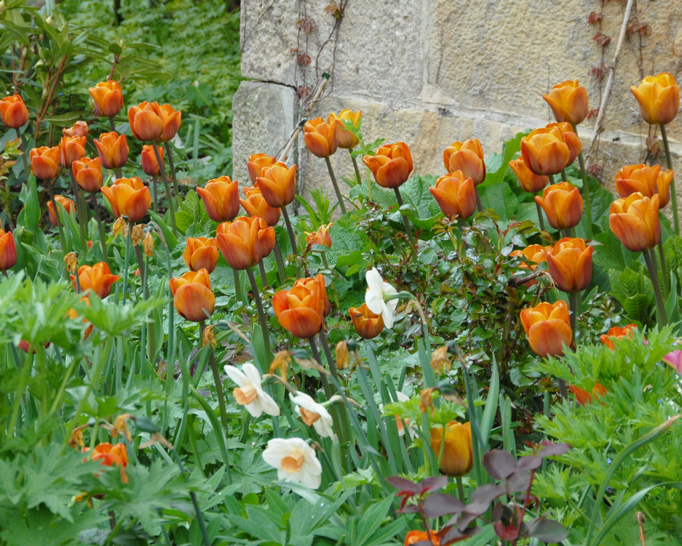 Tulip 'Cairo'