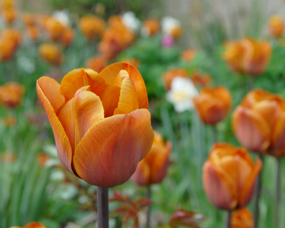 Tulip 'Cairo'