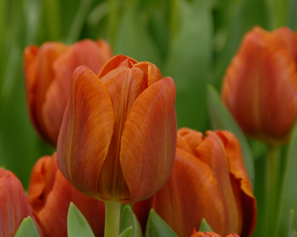 Tulip 'Cairo'