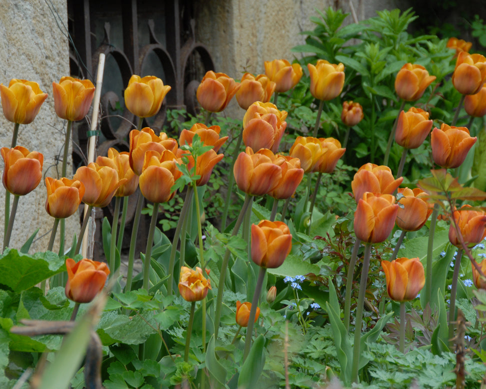 Tulip 'Cairo'