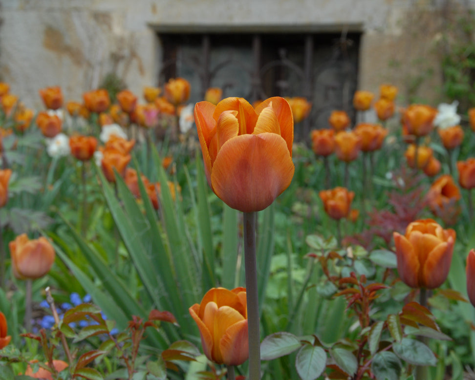 Tulip 'Cairo'