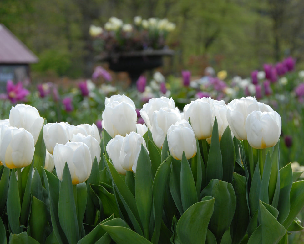 Tulip 'Calgary'