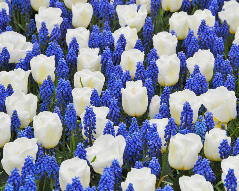 Flower BulbsCalgary™ Bulbs UK - 3