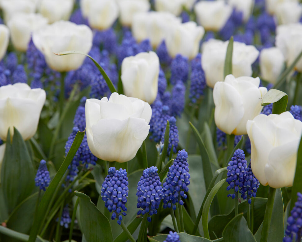 Tulip 'Calgary'