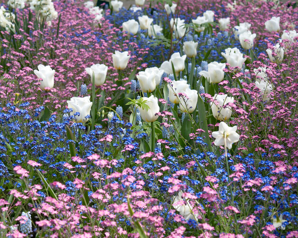 Tulip 'Calgary'