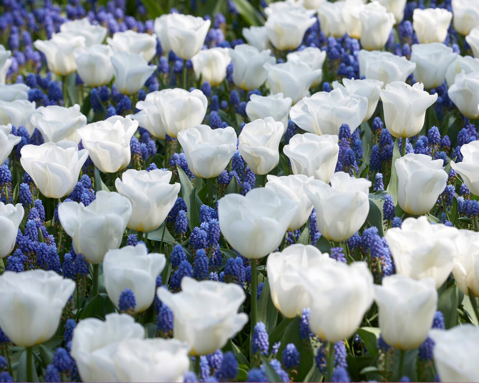 Tulip 'Calgary'