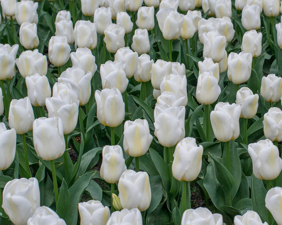 Flower BulbsCalgary™ Bulbs UK - 5