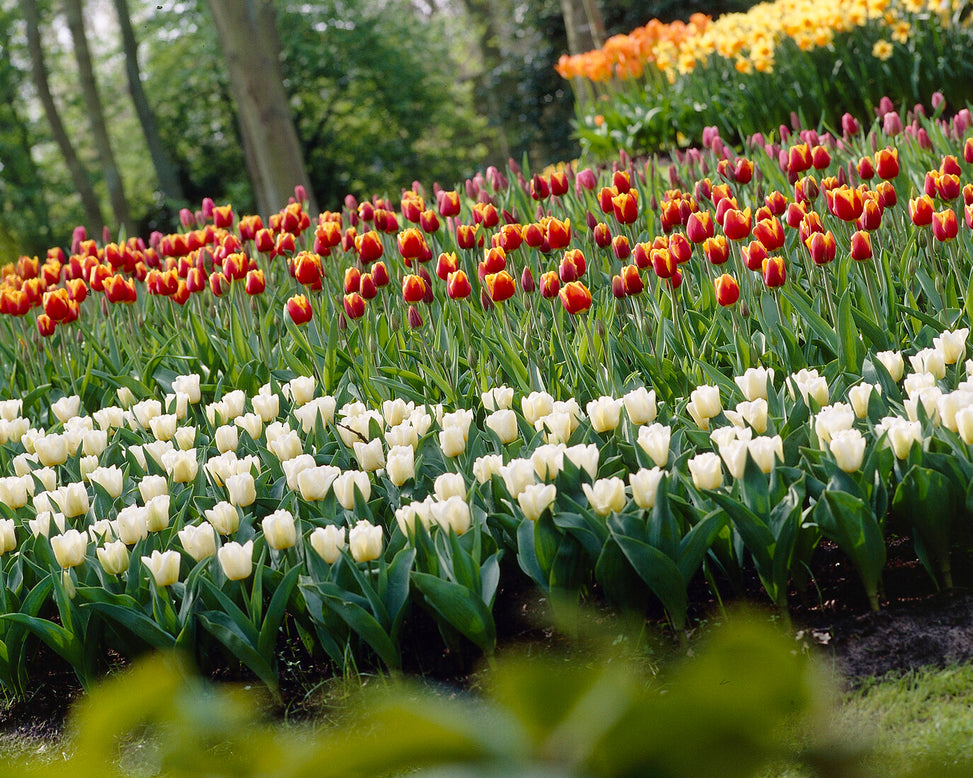 Tulip 'Calgary'
