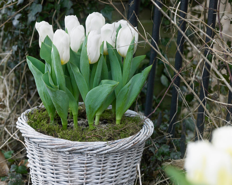 Tulip 'Calgary'