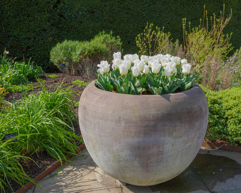 Tulip 'Calgary'