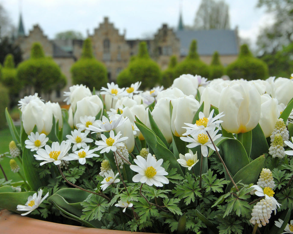 Tulip 'Calgary'
