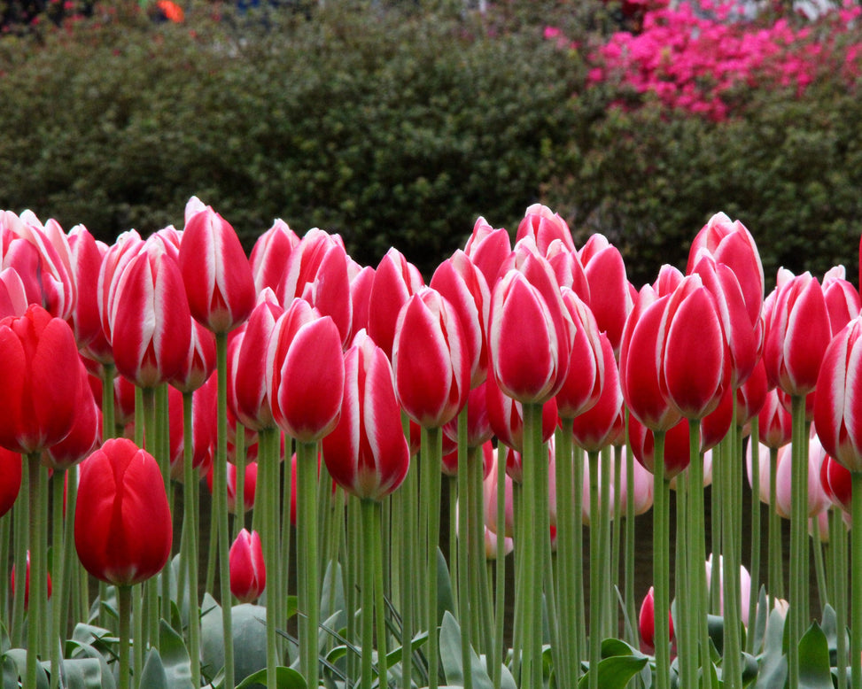 Tulip 'Candy Apple Delight'