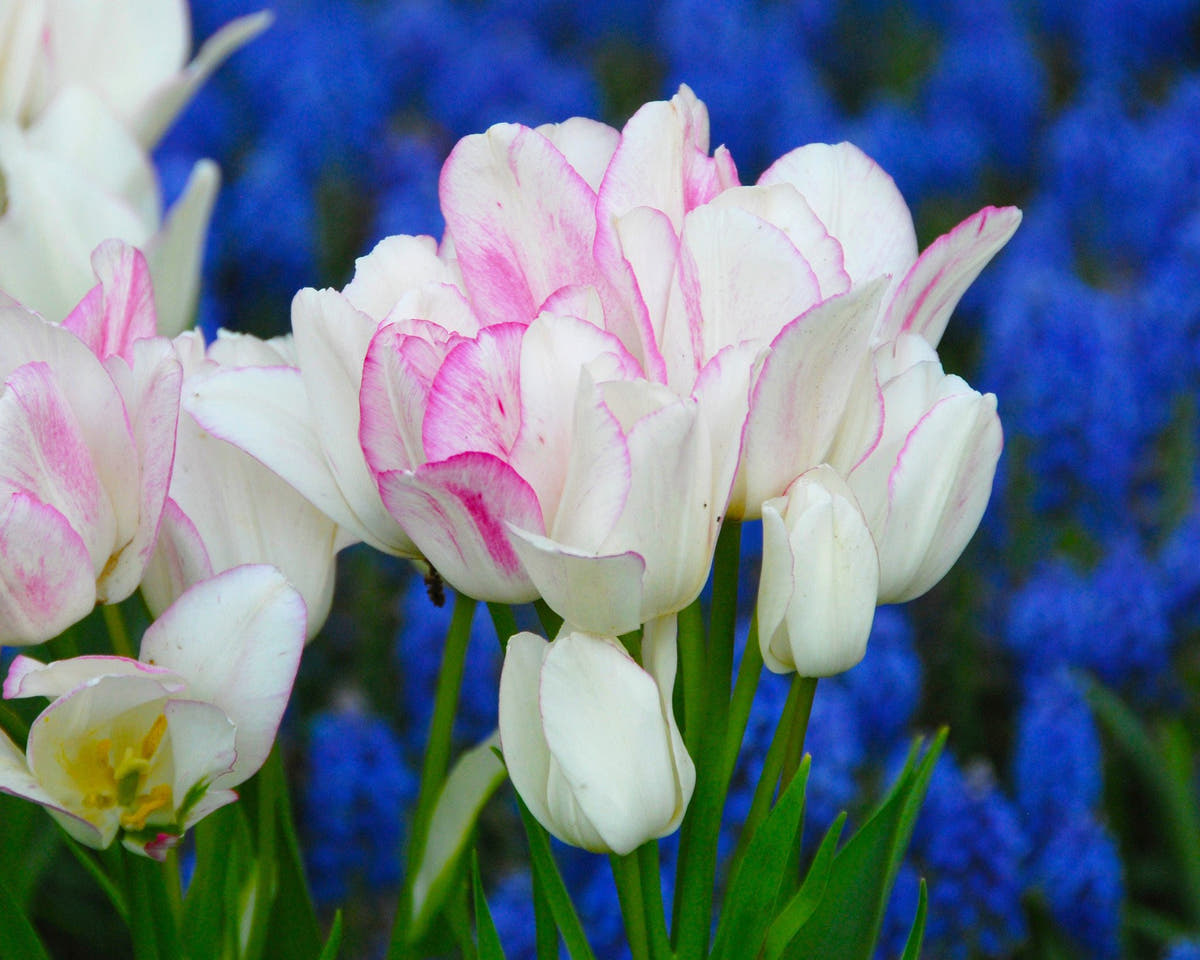 Flower BulbsCandy Club Bulbs UK - 2