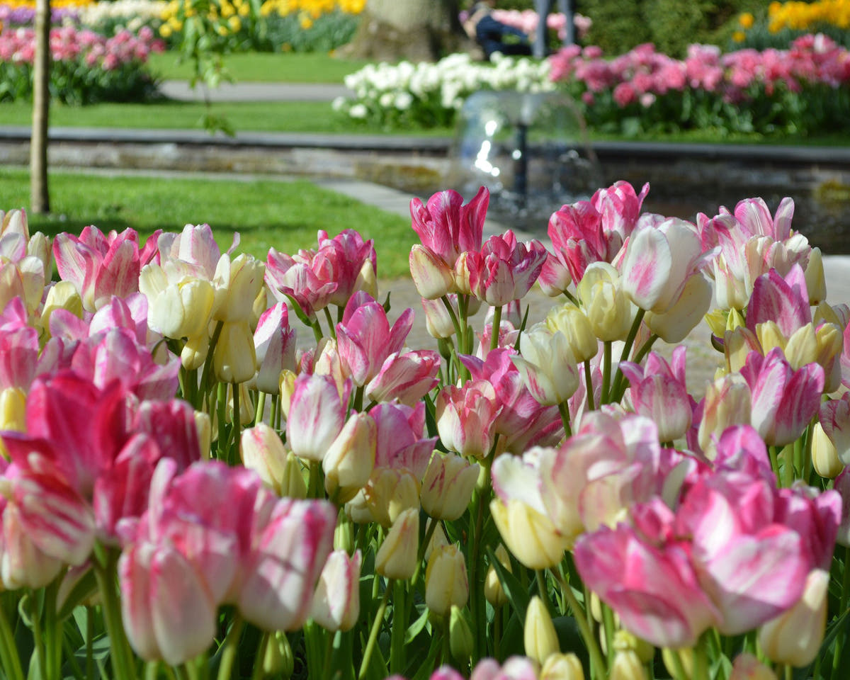 Flower BulbsCandy Club Bulbs UK - 7