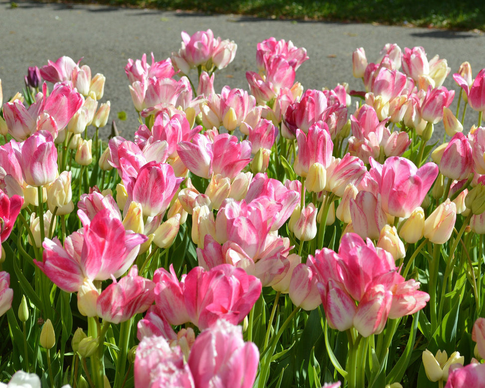 Flower BulbsCandy Club Bulbs UK - 3