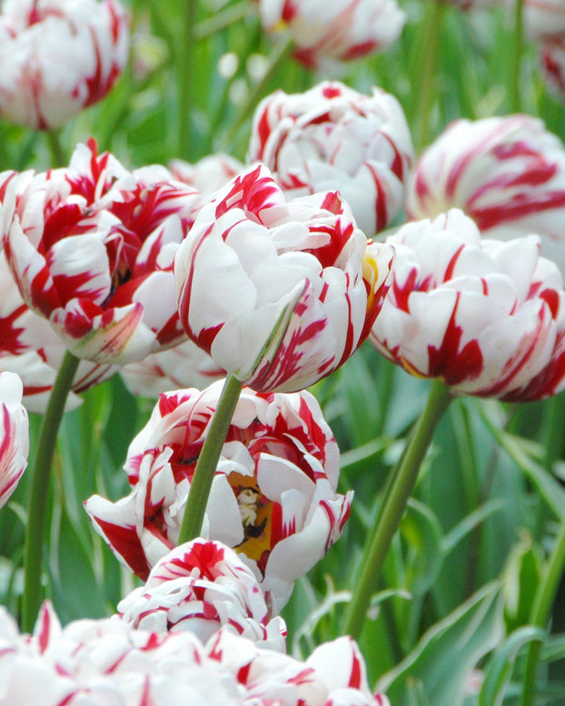 Flower BulbsCarnaval de Nice Bulbs UK - 1