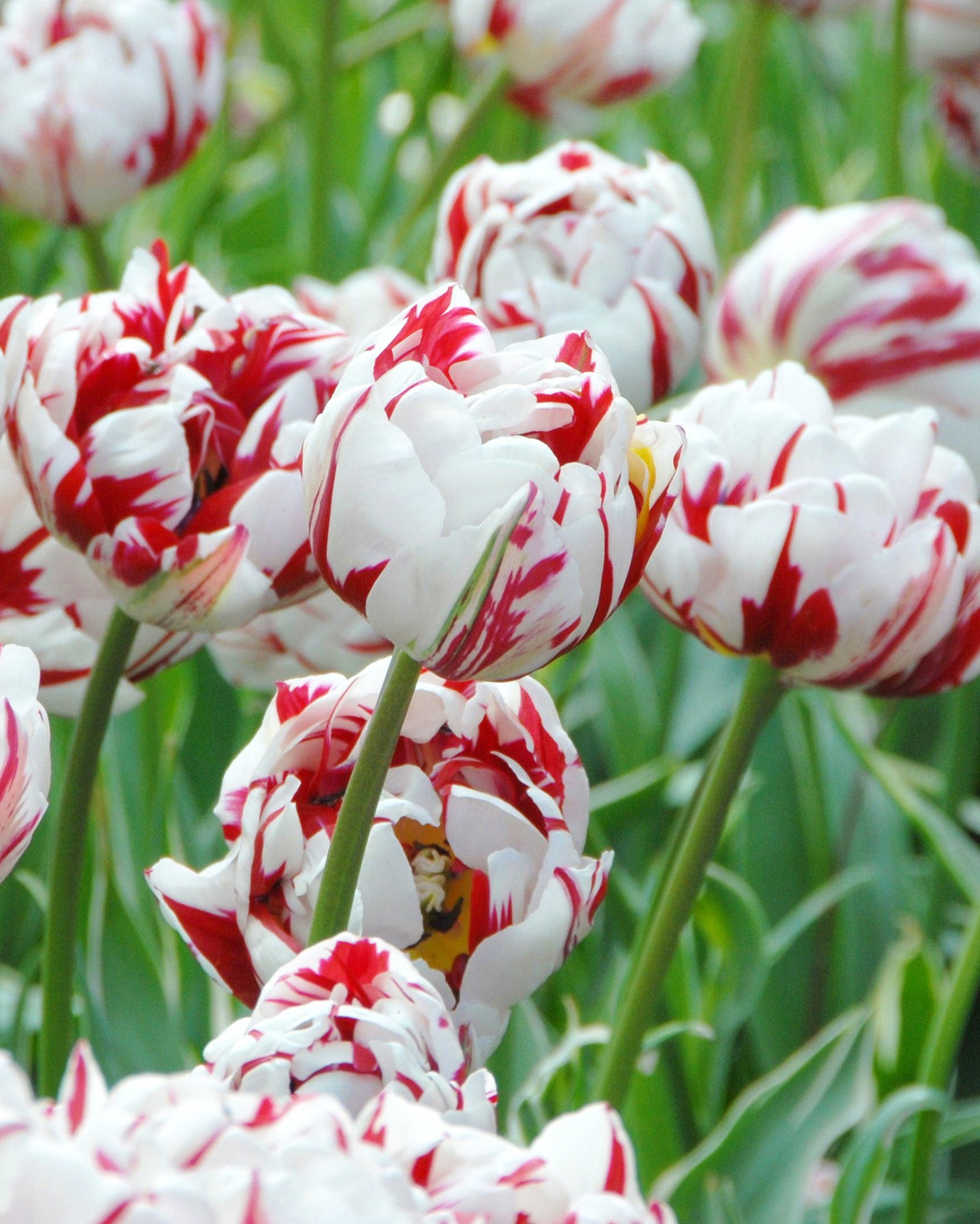 Tulip 'Carnaval de Nice' bulbs | Buy online at Farmer Gracy UK