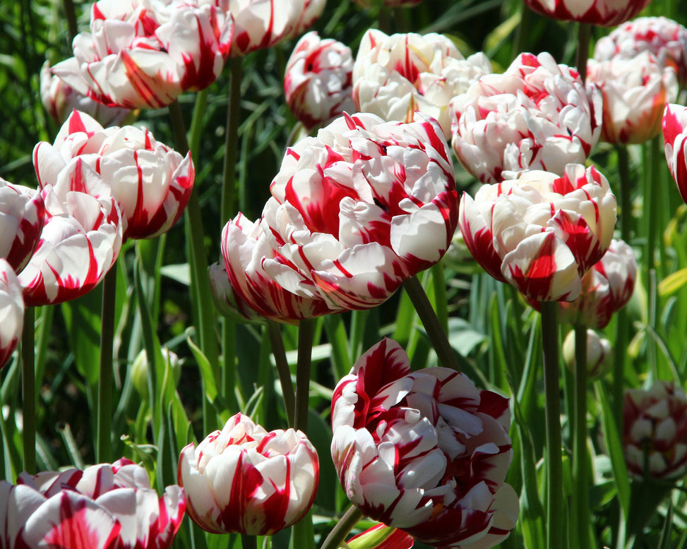 Tulip 'Carnaval de Nice'
