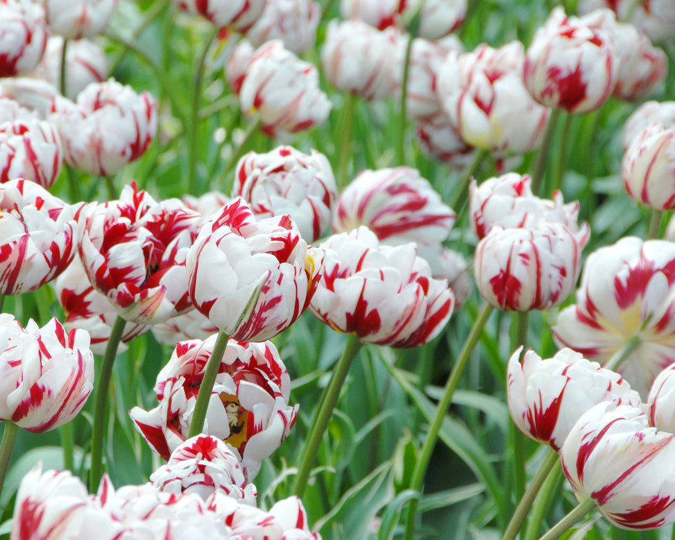 Flower BulbsCarnaval de Nice Bulbs UK - 4