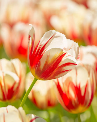 Flower BulbsCarnaval de Rio Bulbs UK - 1