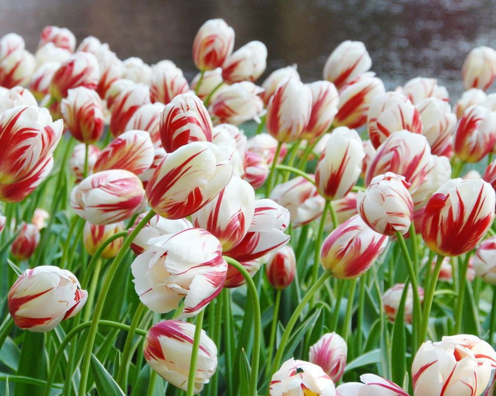 Flower BulbsCarnaval de Rio Bulbs UK - 3