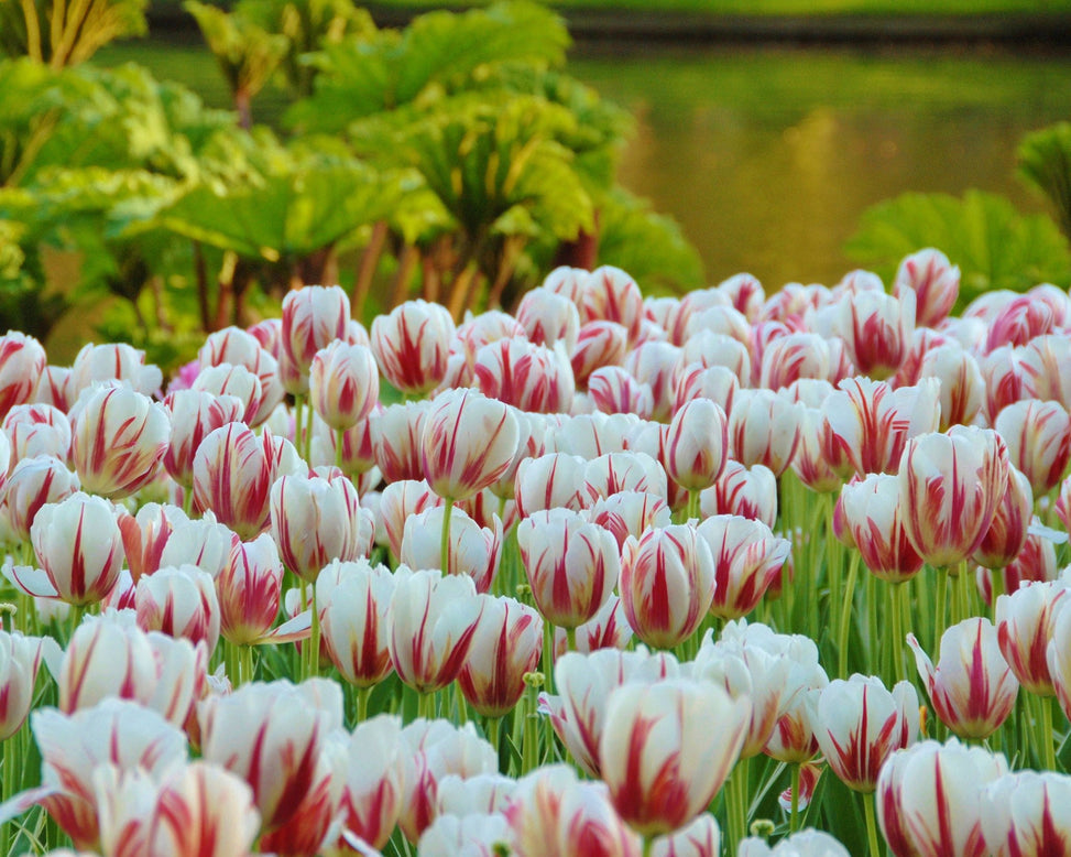 Flower BulbsCarnaval de Rio Bulbs UK - 2