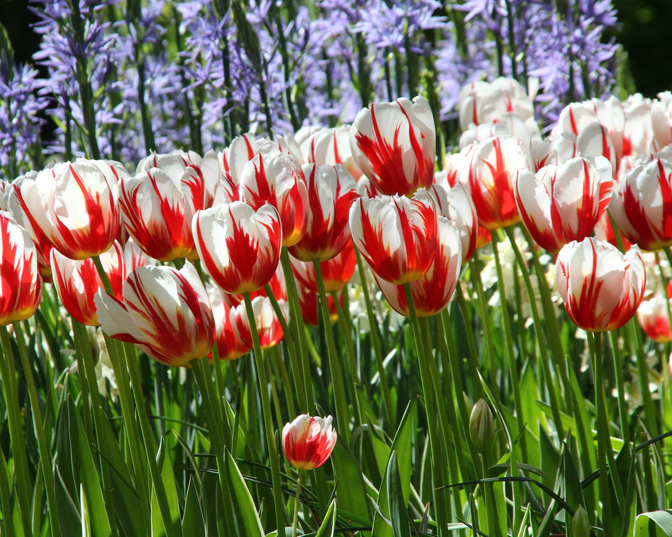Tulip 'Carnaval de Rio'