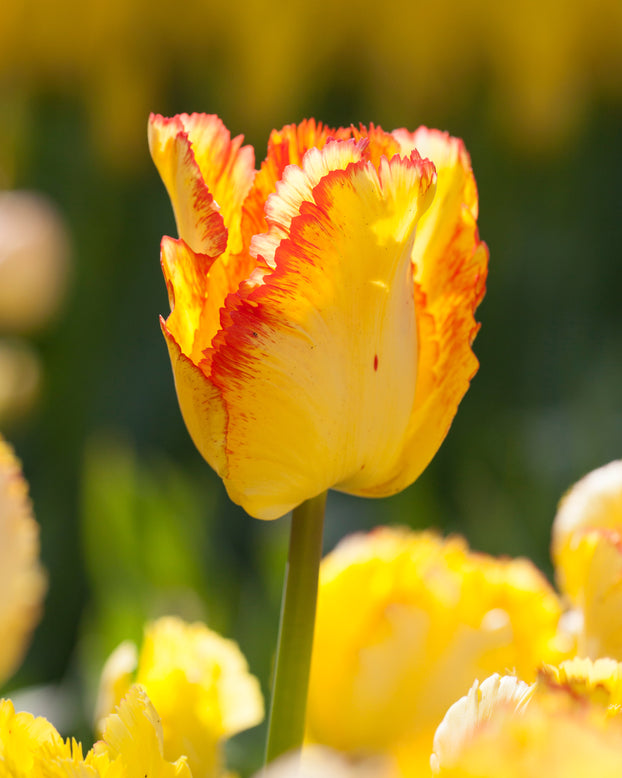 Tulip 'Caribbean Parrot'