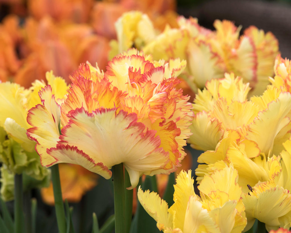 Tulip 'Caribbean Parrot'