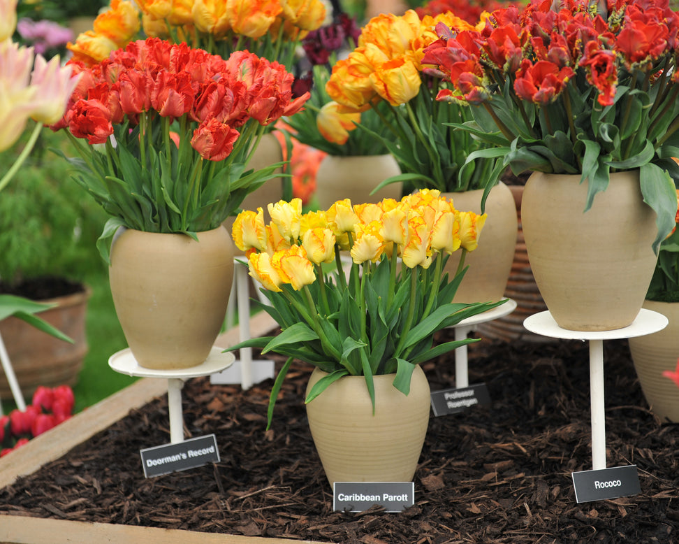 Tulip 'Caribbean Parrot'