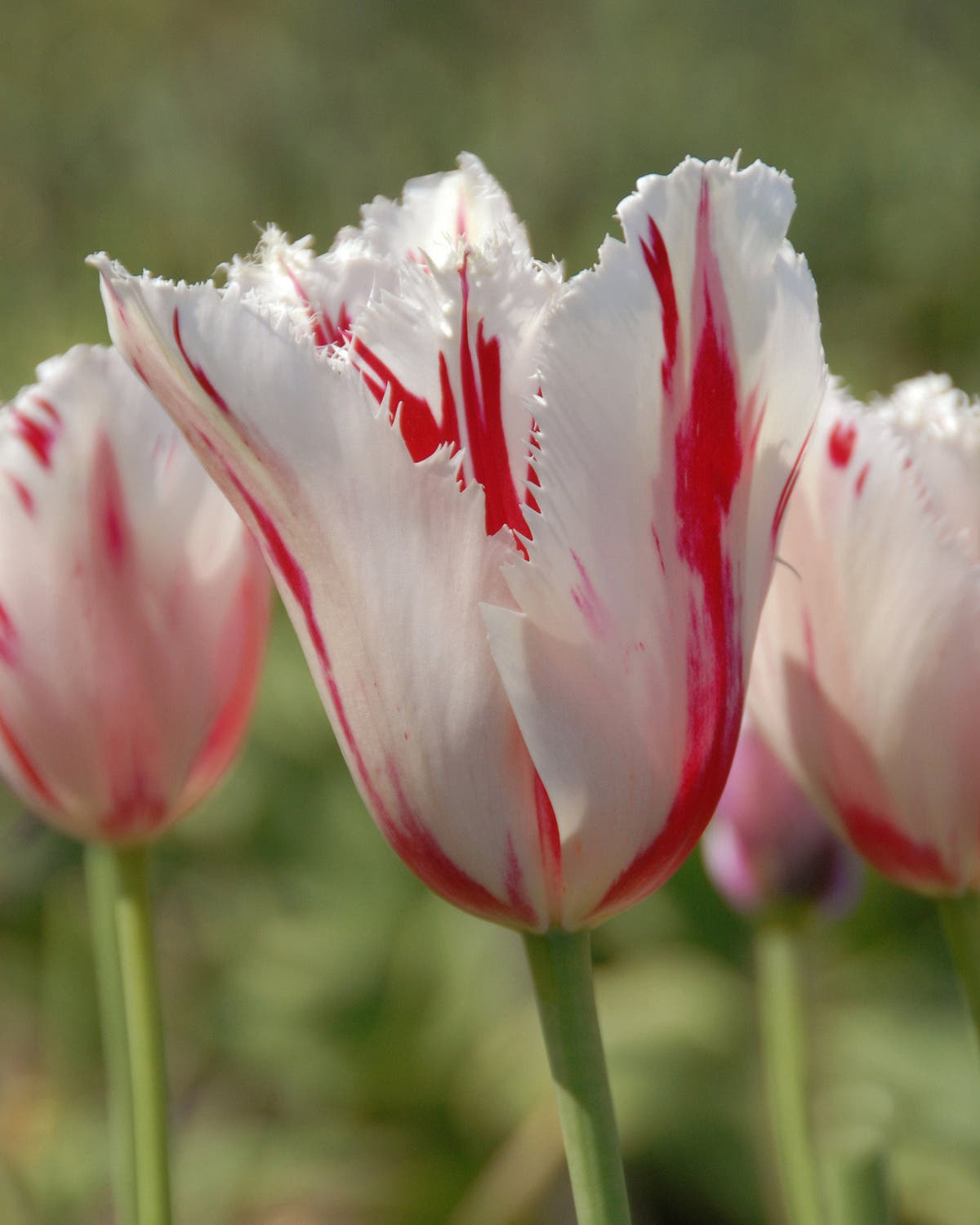 Flower BulbsCarrousel Bulbs UK - 1