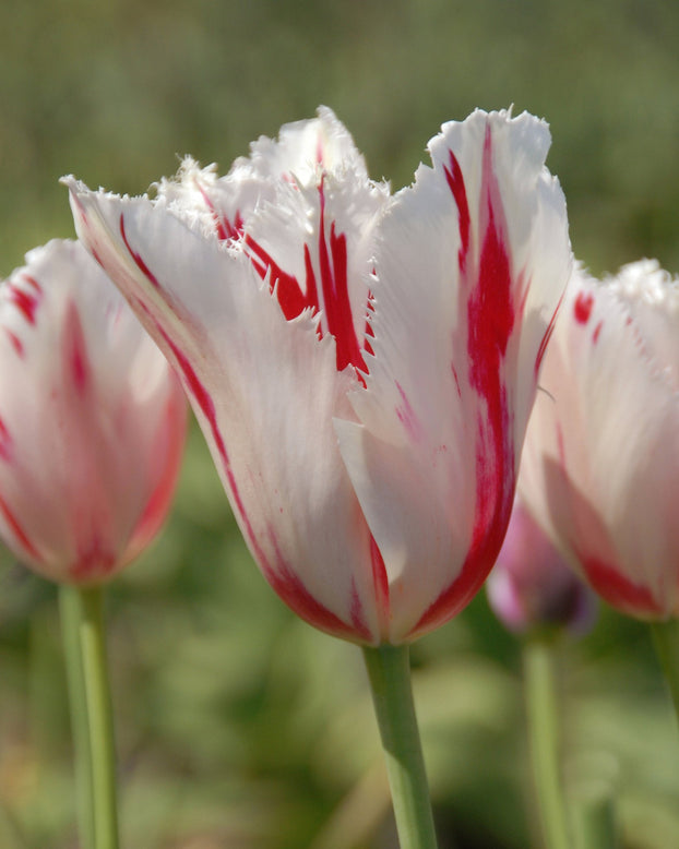 Flower BulbsCarrousel Bulbs UK - 1