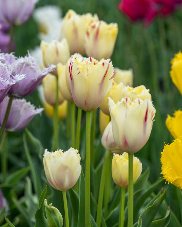 Flower BulbsCarrousel Bulbs UK - 3