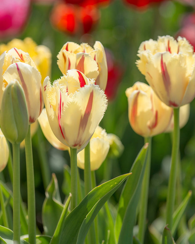 Flower BulbsCarrousel Bulbs UK - 2