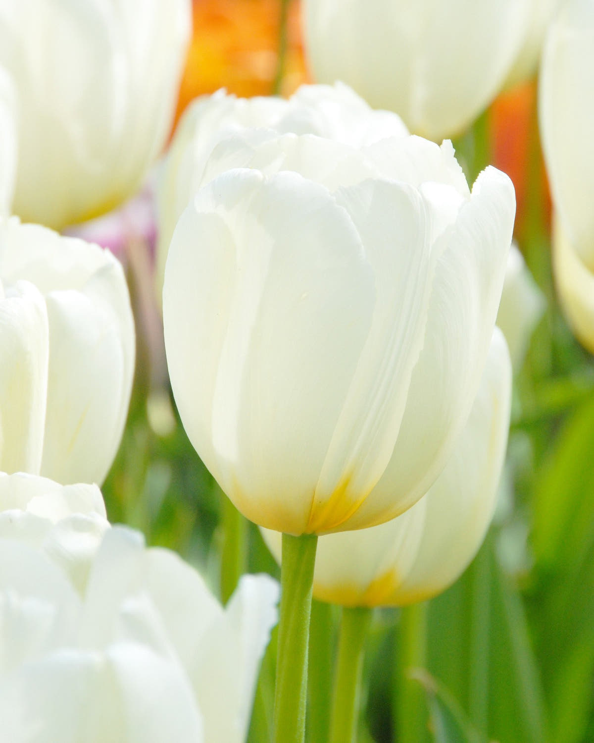 Flower BulbsCatherine Bulbs UK - 1