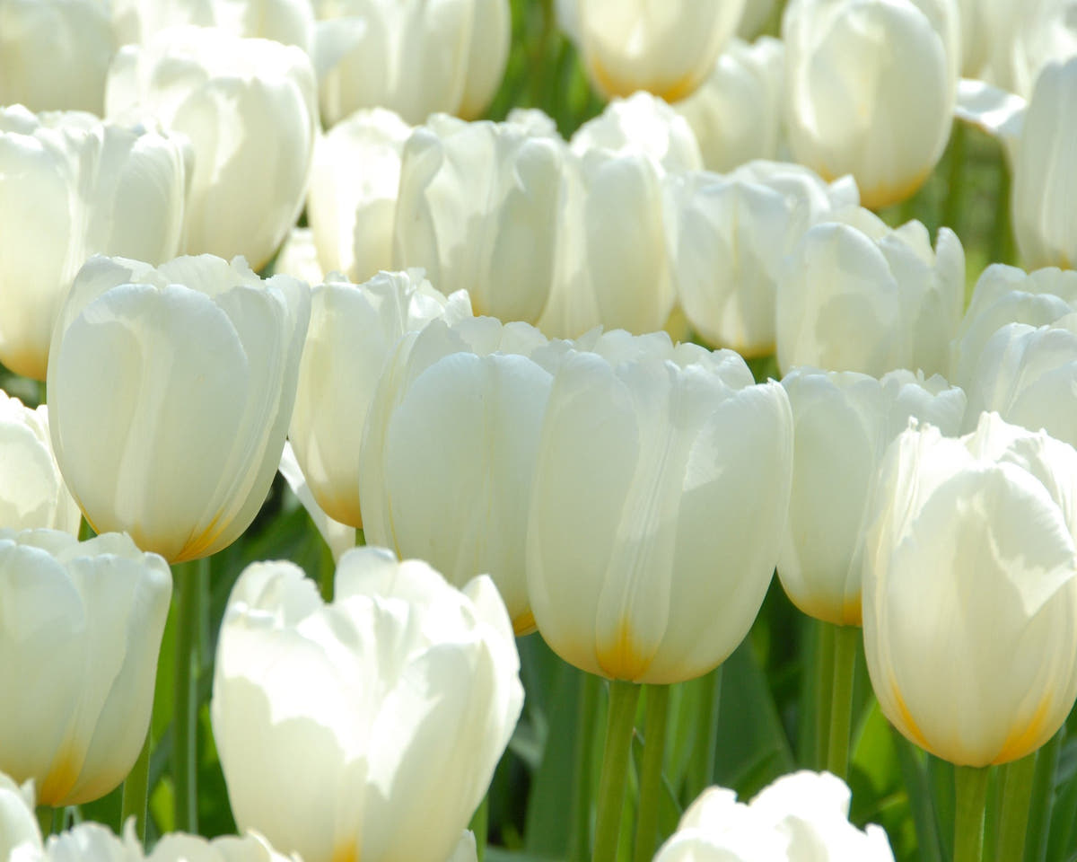 Flower BulbsCatherine Bulbs UK - 2