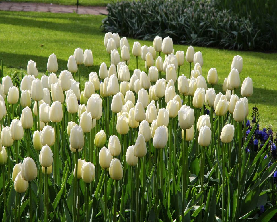 Tulip 'Catherina'