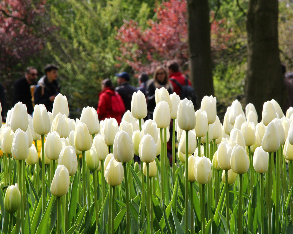 Tulip 'Catherina'