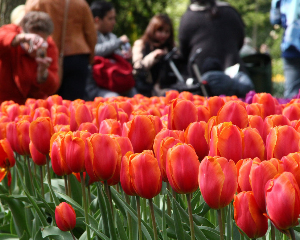 Tulip 'Charade'
