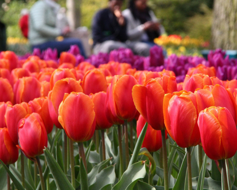 Tulip 'Charade'