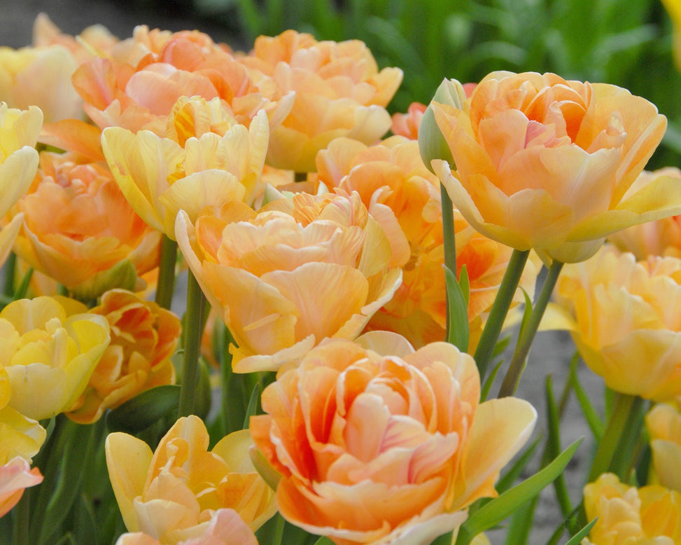 Flower BulbsCharming Lady Bulbs UK - 2