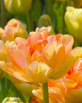 Flower BulbsCharming Lady Bulbs UK - 1