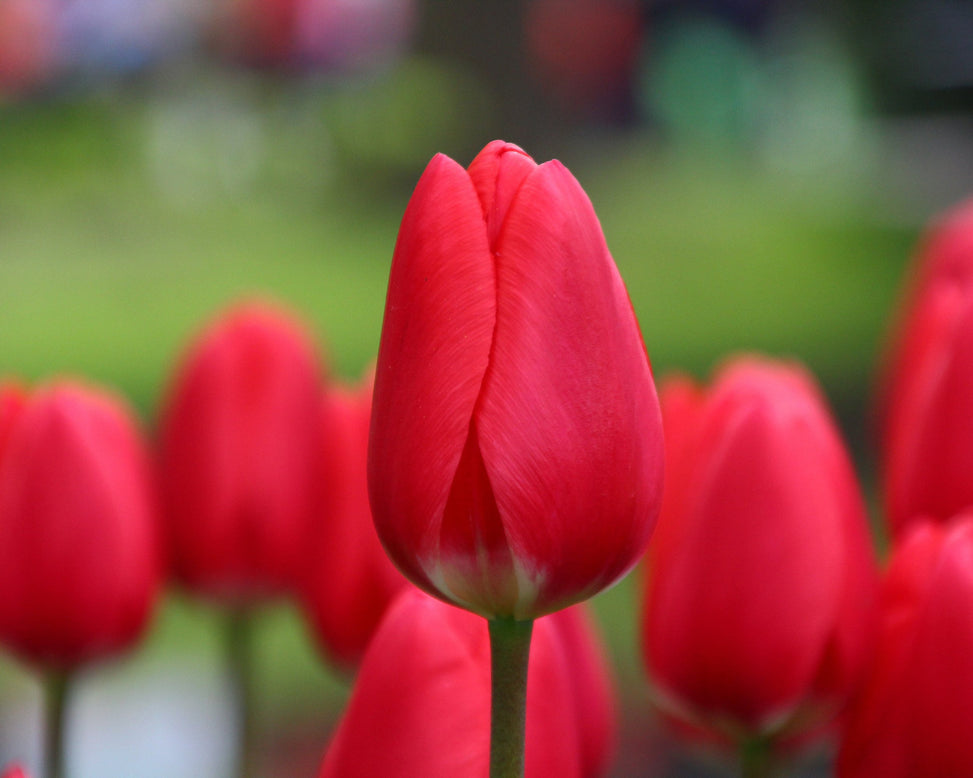 Tulip 'Cherry Delight'